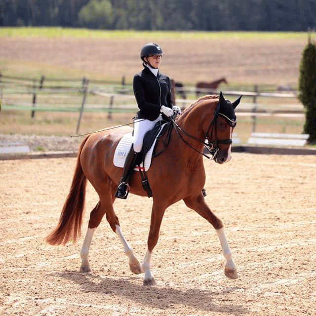 Dressurstall Sessler