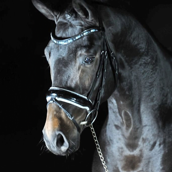 Dressurstall Sessler