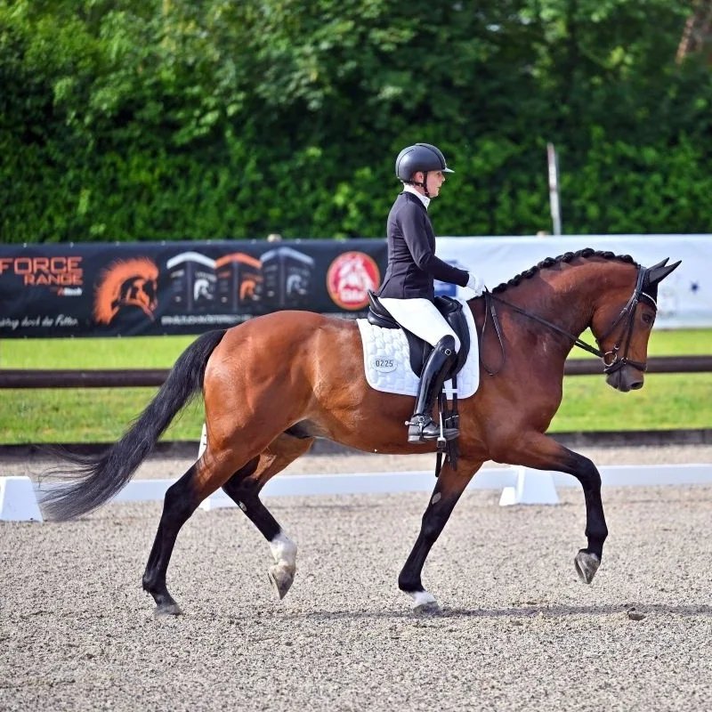 Dressurstall Sessler