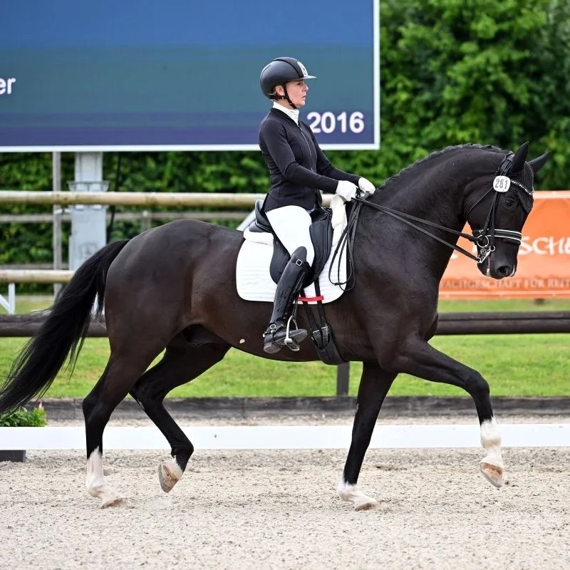 Dressurstall Sessler