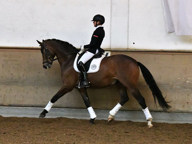 Dressurstall Sessler