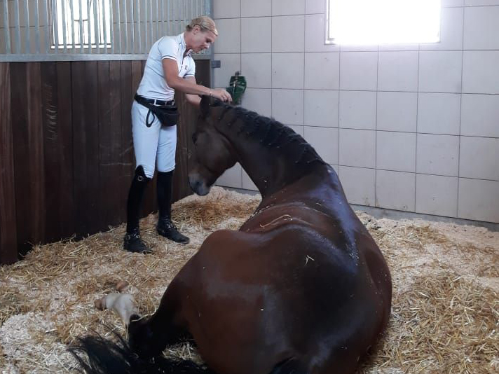 Dressurstall Sessler
