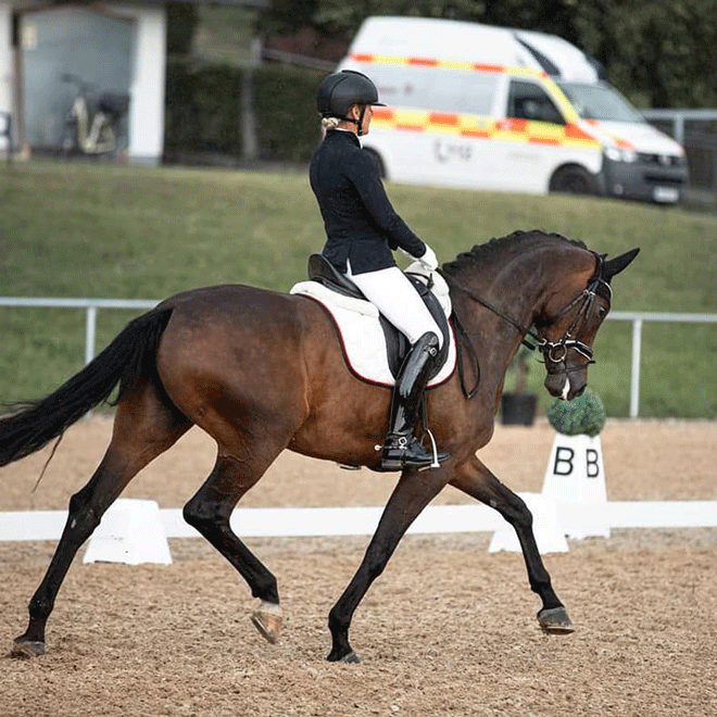 Dressurstall Sessler