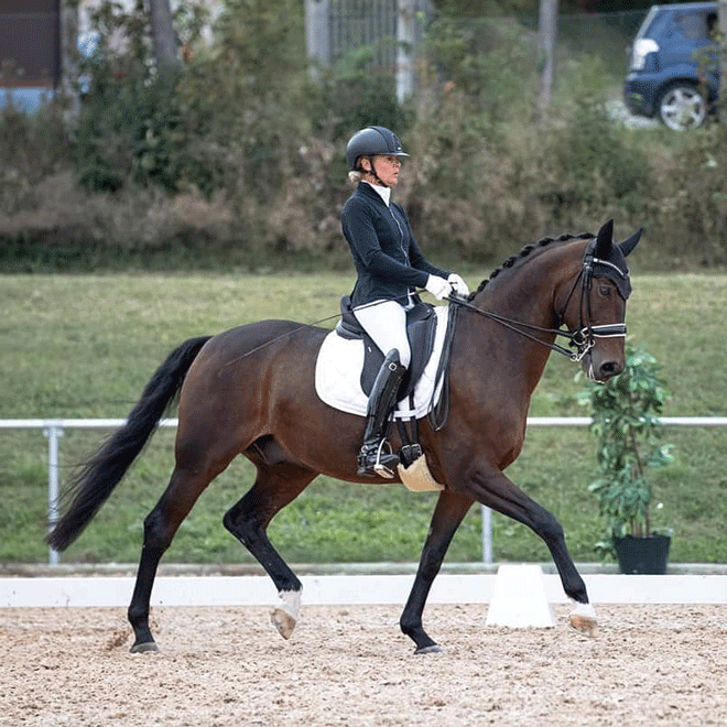 Dressurstall Sessler