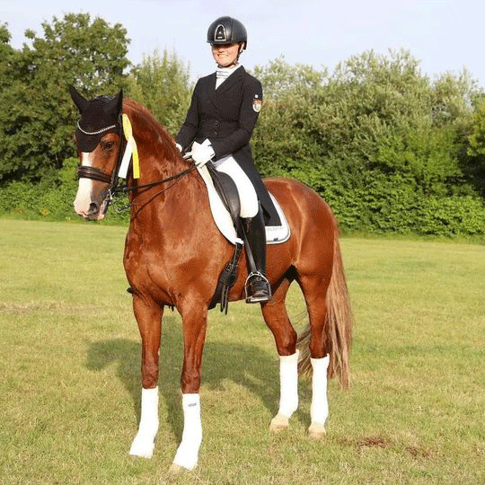 Dressurstall Sessler