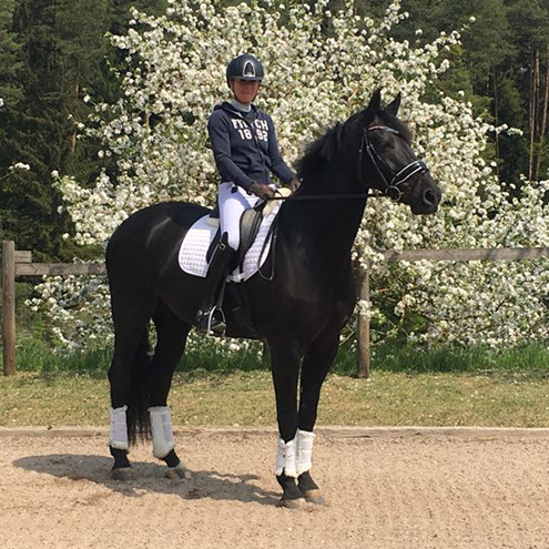 Dressurstall Sessler