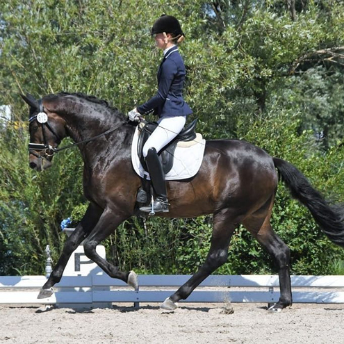 Dressurstall Sessler