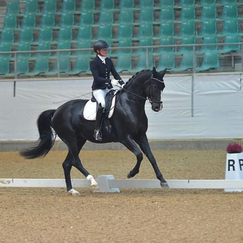 Dressurstall Sessler