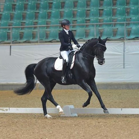 Dressurstall Sessler