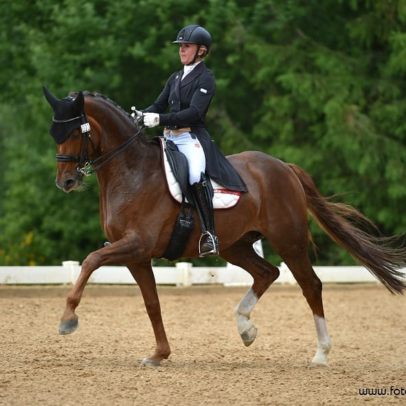 Dressurstall Sessler