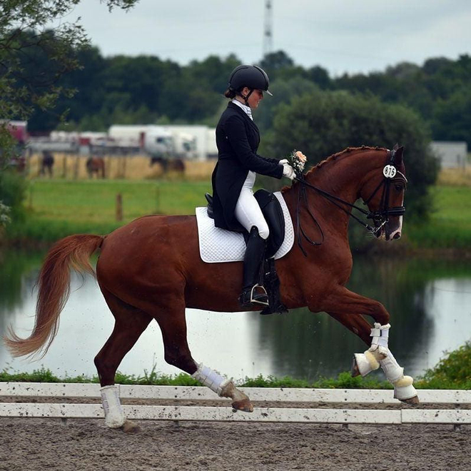 Dressurstall Sessler