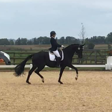 Dressurstall Sessler