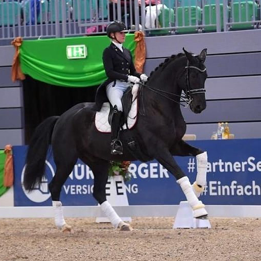 Dressurstall Sessler