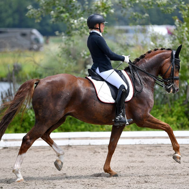 Dressurstall Sessler