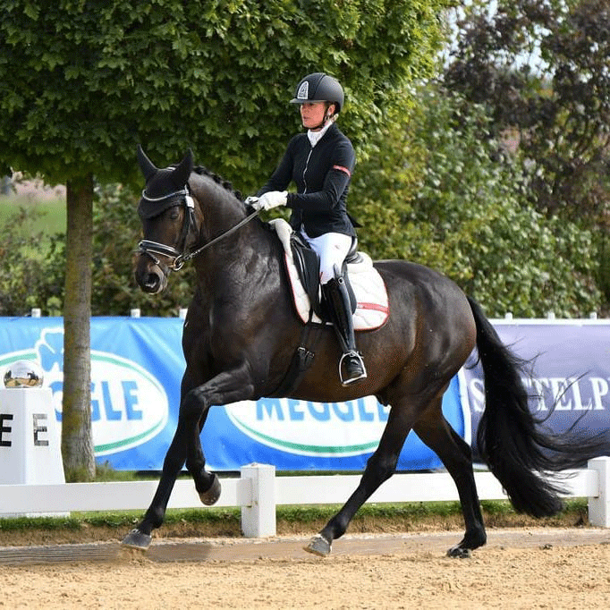 Dressurstall Sessler