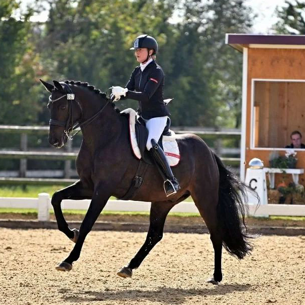 Dressurstall Sessler