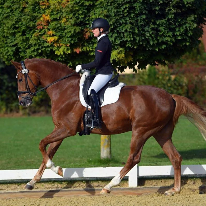Dressurstall Sessler