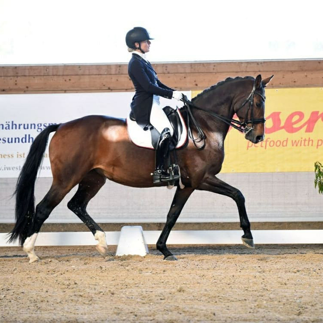 Dressurstall Sessler