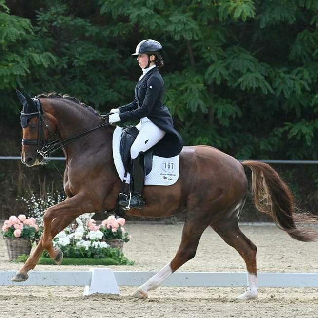 Dressurstall Sessler