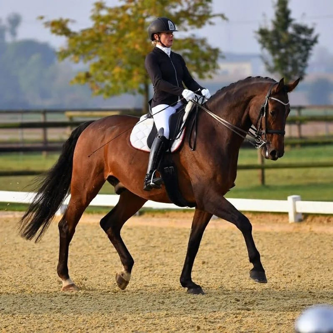 Dressurstall Sessler