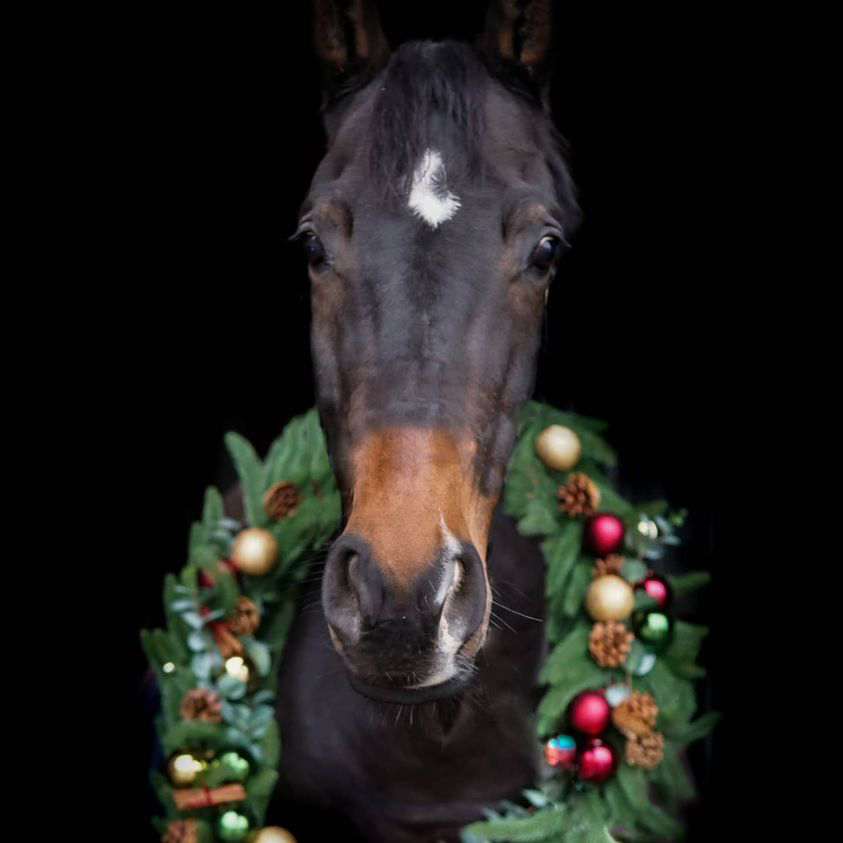 Dressurstall Sessler