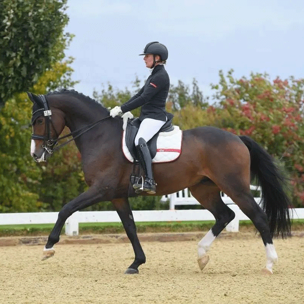 Dressurstall Sessler