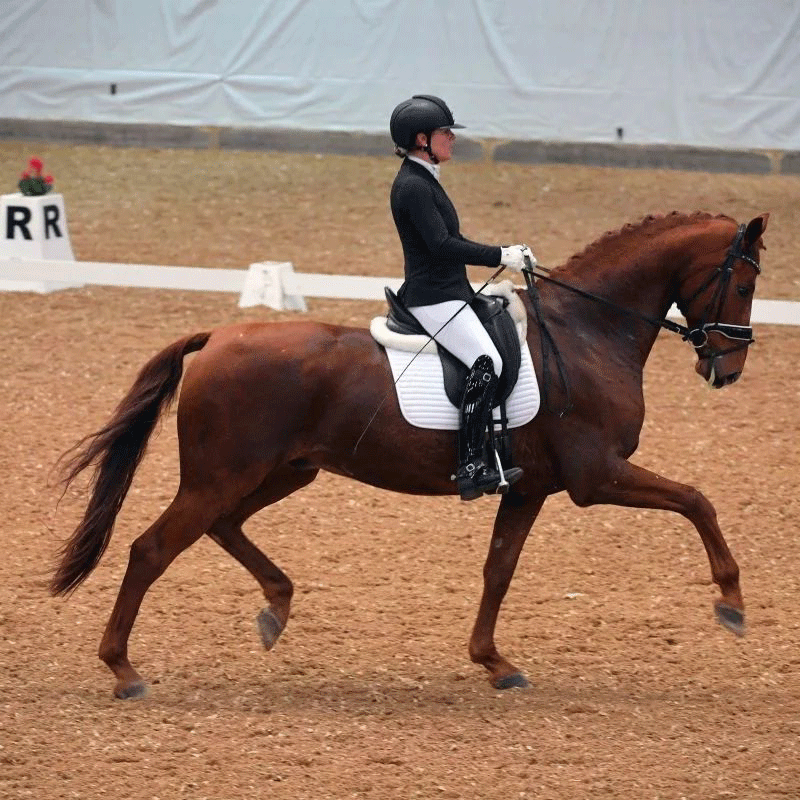 Dressurstall Sessler