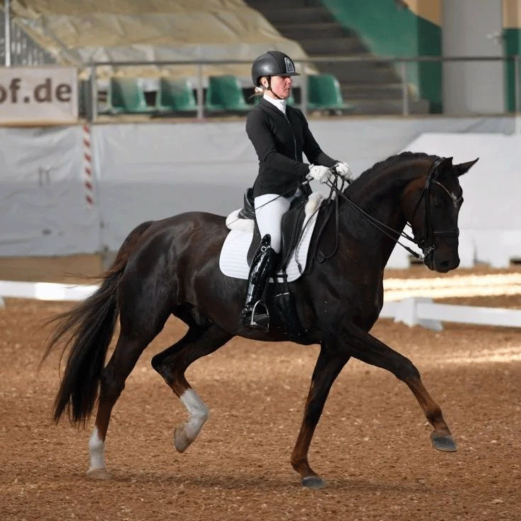 Dressurstall Sessler