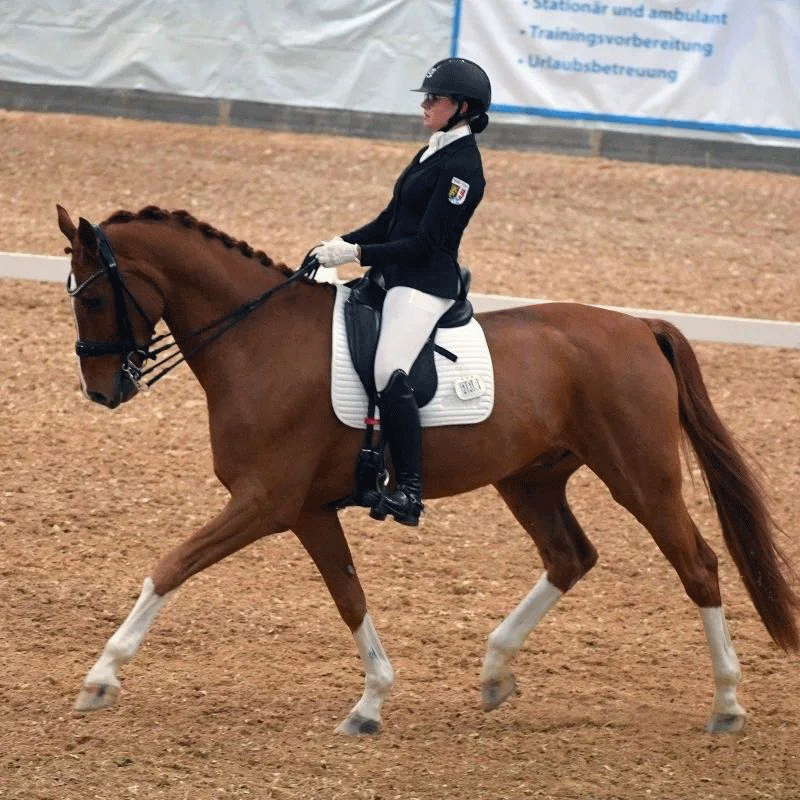 Dressurstall Sessler