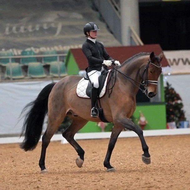 Dressurstall Sessler