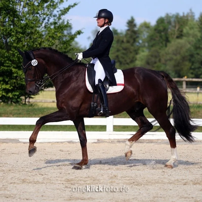 Dressurstall Sessler