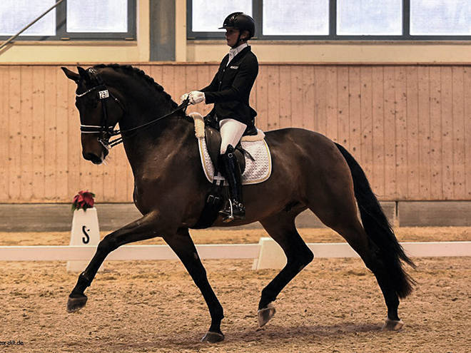 Dressurstall Sessler