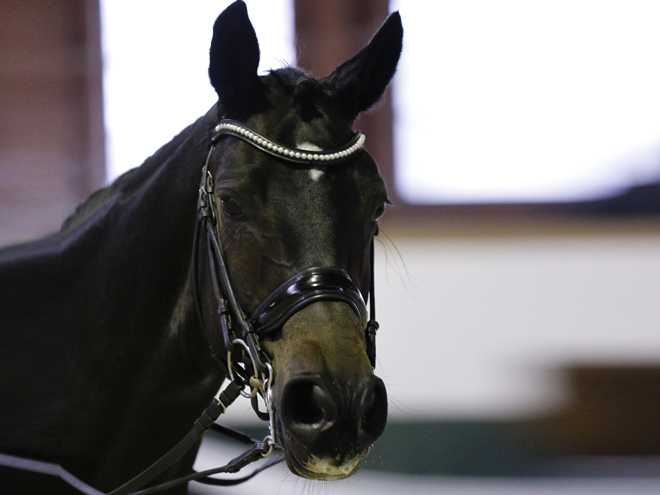 Reitanlage Rempelkofen