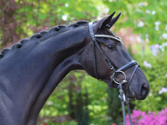 Reitanlage Rempelkofen