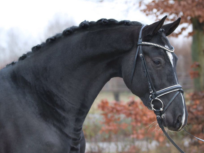 Reitanlage Rempelkofen