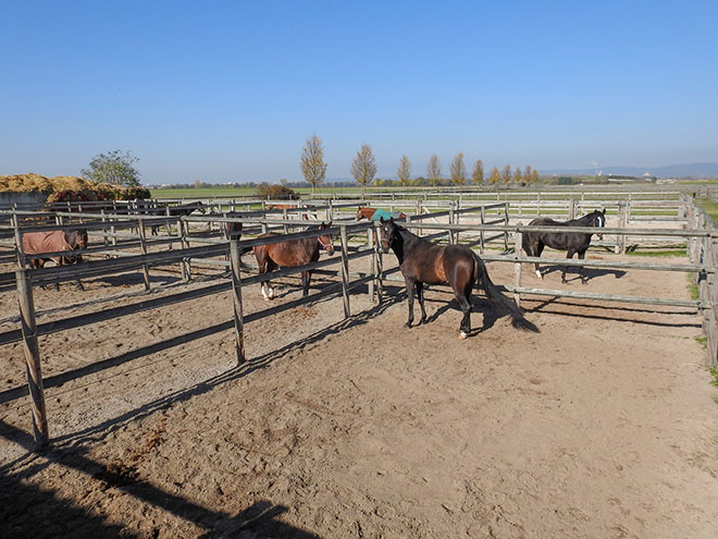 Reitanlage Rempelkofen