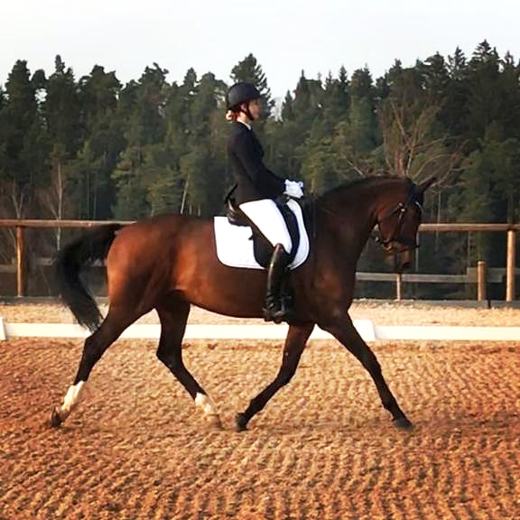 Dressurstall Sessler