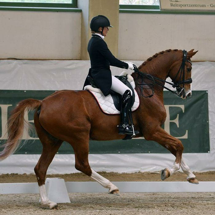 Dressurstall Sessler