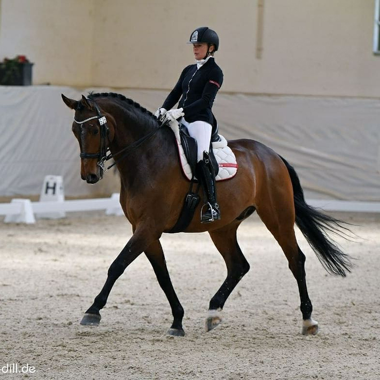 Dressurstall Sessler