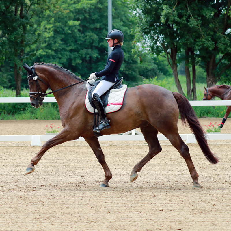 Dressurstall Sessler