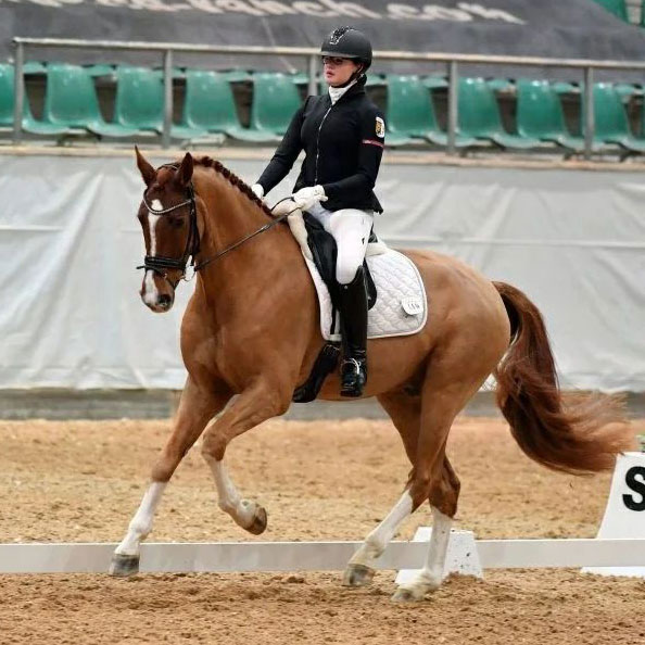 Dressurstall Sessler