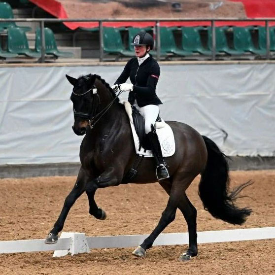Dressurstall Sessler