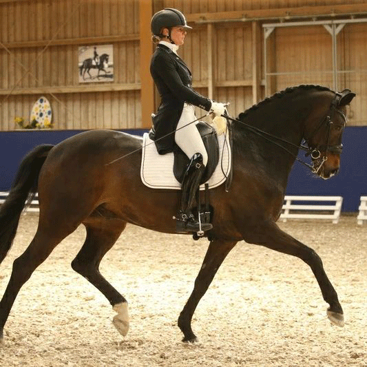 Dressurstall Sessler