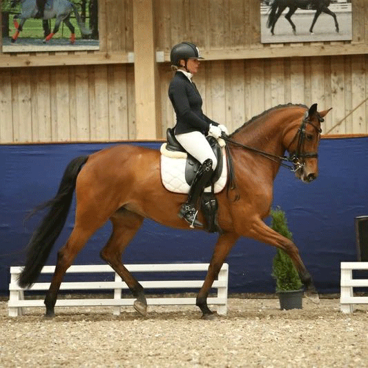 Dressurstall Sessler