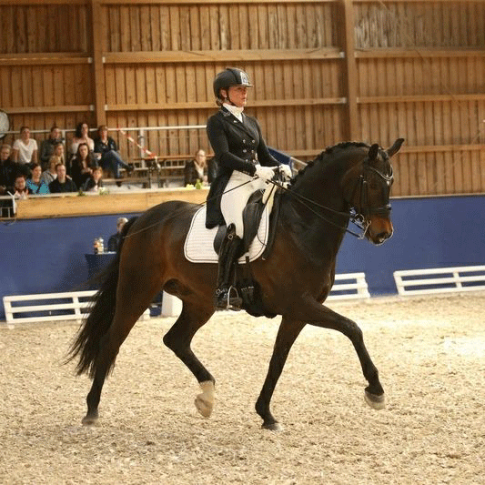Dressurstall Sessler