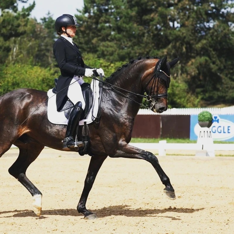 Dressurstall Sessler