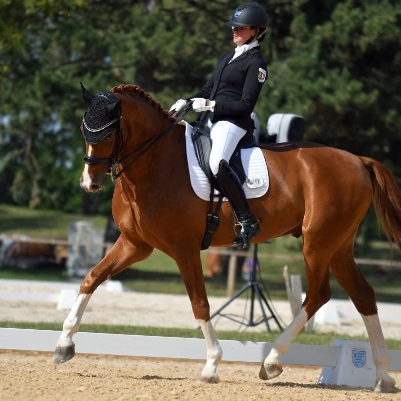 Dressurstall Sessler