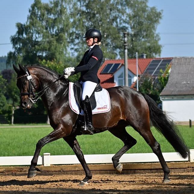 Dressurstall Sessler