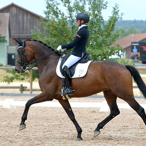 Dressurstall Sessler