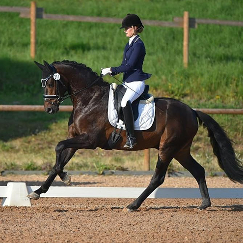 Dressurstall Sessler